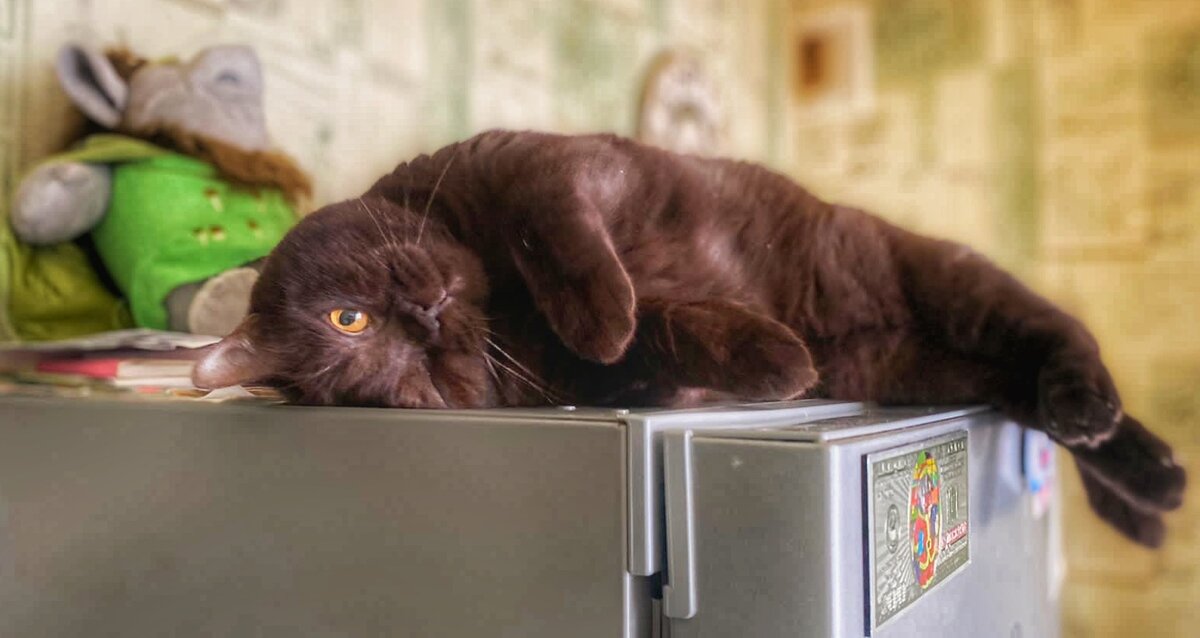 Котики с надписями. Тасиро остров кошек. Люди у которых есть коты живут дольше и счастливее картинки. Фильм девять жизней 2016 /nine lives. Мой котик надпись.