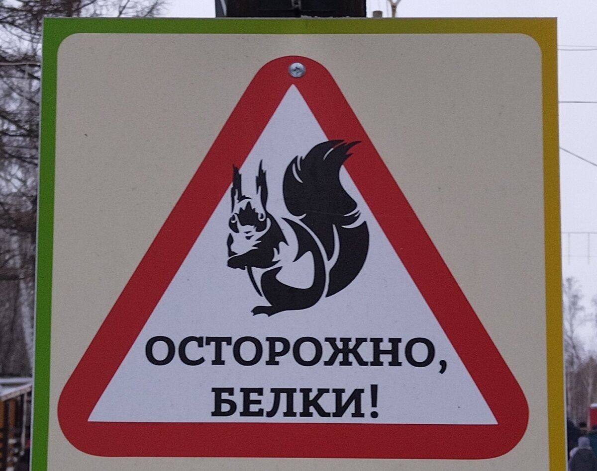 Нашествие белок?