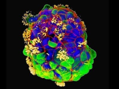    Учёные создали биоботов из человеческих клеток, способных восстанавливать нейроны