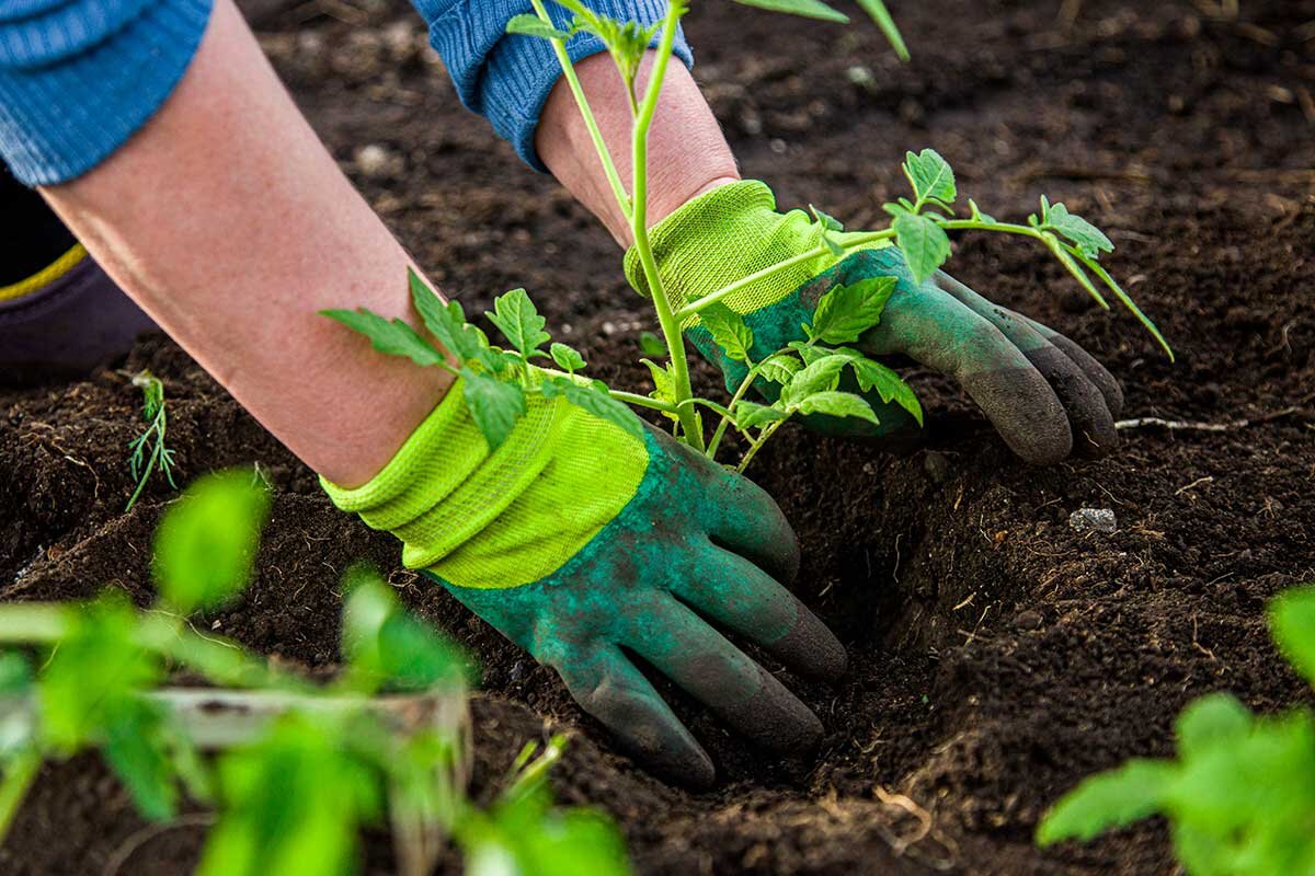    Фото: XArtProduction / Shutterstock.com