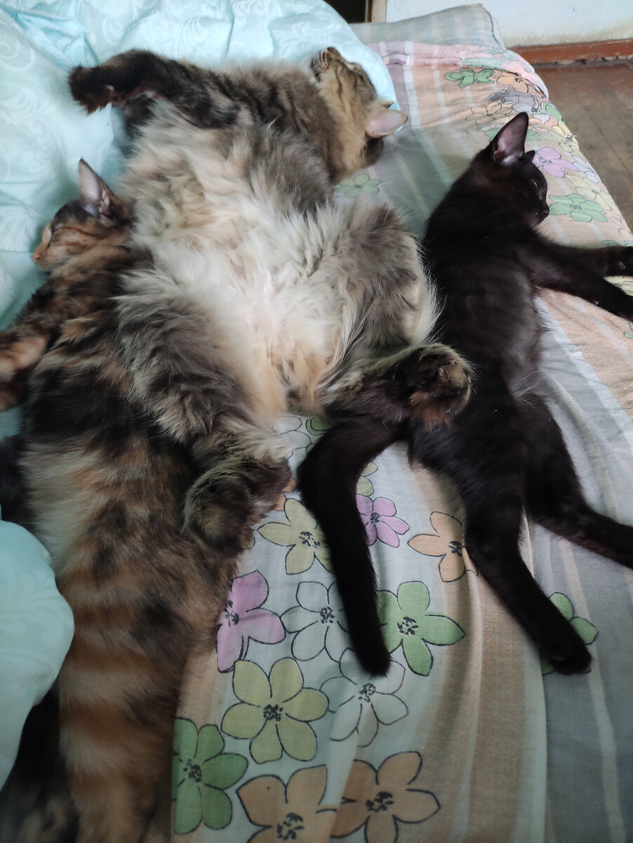 Дома разруха, не могу найти нормального слесаря, страна впала в зимнюю ...