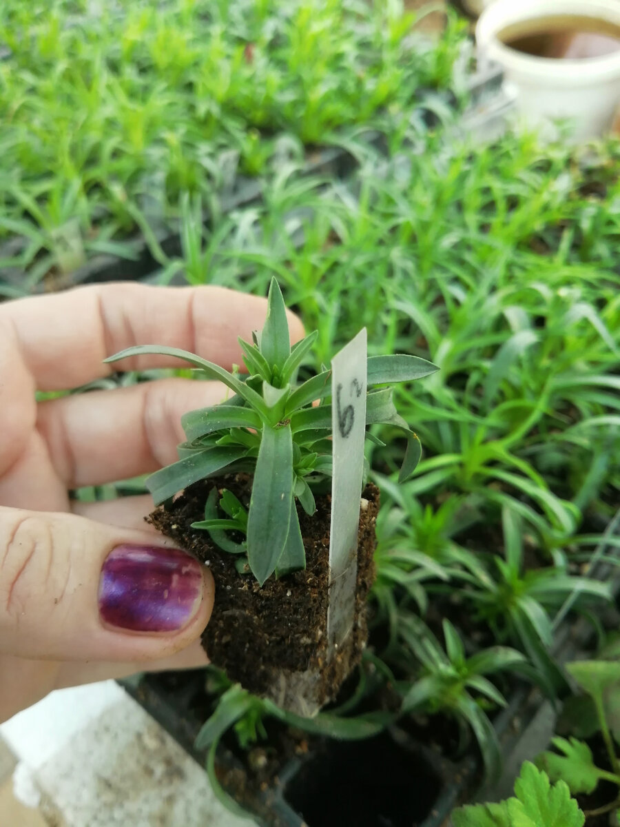 Гибридная гвоздика на укоренении