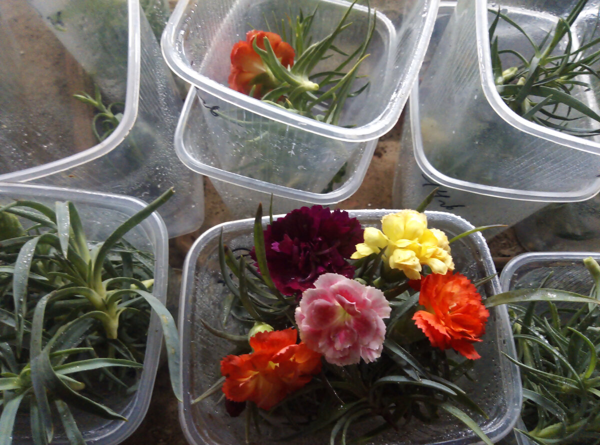 Зачищаю и замачиваю