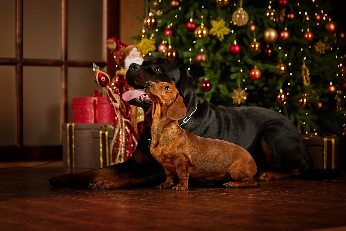 Ротвейлер и такса