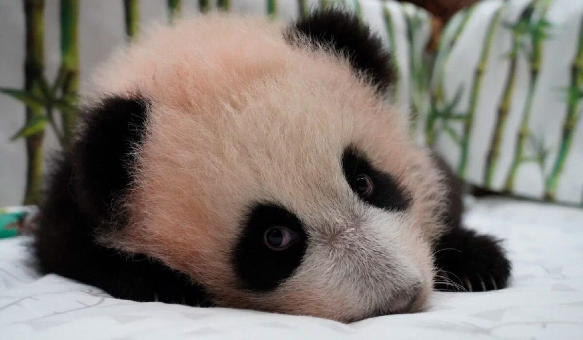     Катюша. Источник: sobyanin.ru Автор фото: Пресс-служба Сергея Собянина