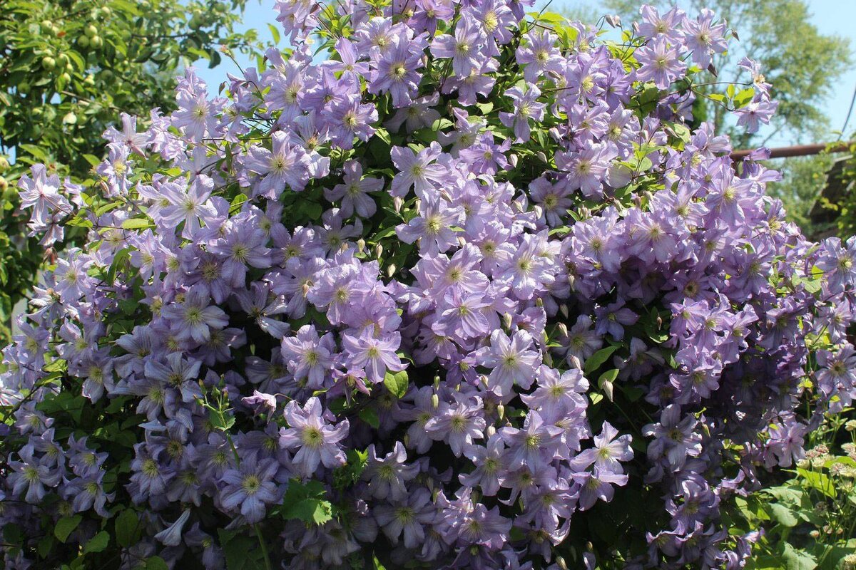 Принц Чарльз 1000руб. 3-я группа. Шикарнейший куст. Кто такое растение не захочет? Не знаю. Мне очень нравится. Фото из открытого доступа