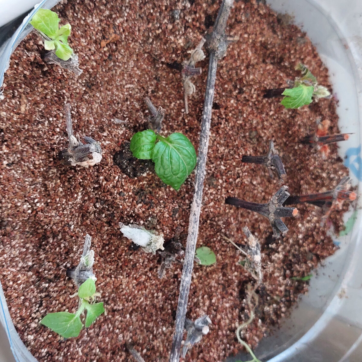 Остался на сегодня только тот, что в центре. Думаю, что скоро уйдет и он.