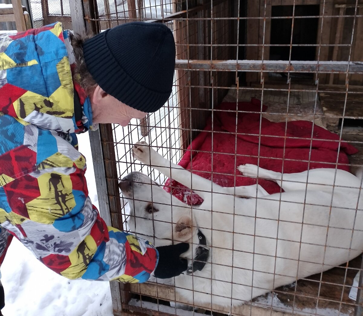 Хотите разобраться почему собака подставляет вам пузико? Начнём | Джим ...