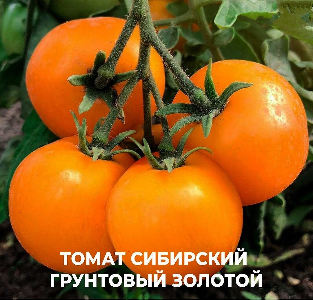 Семена урожайных томатов