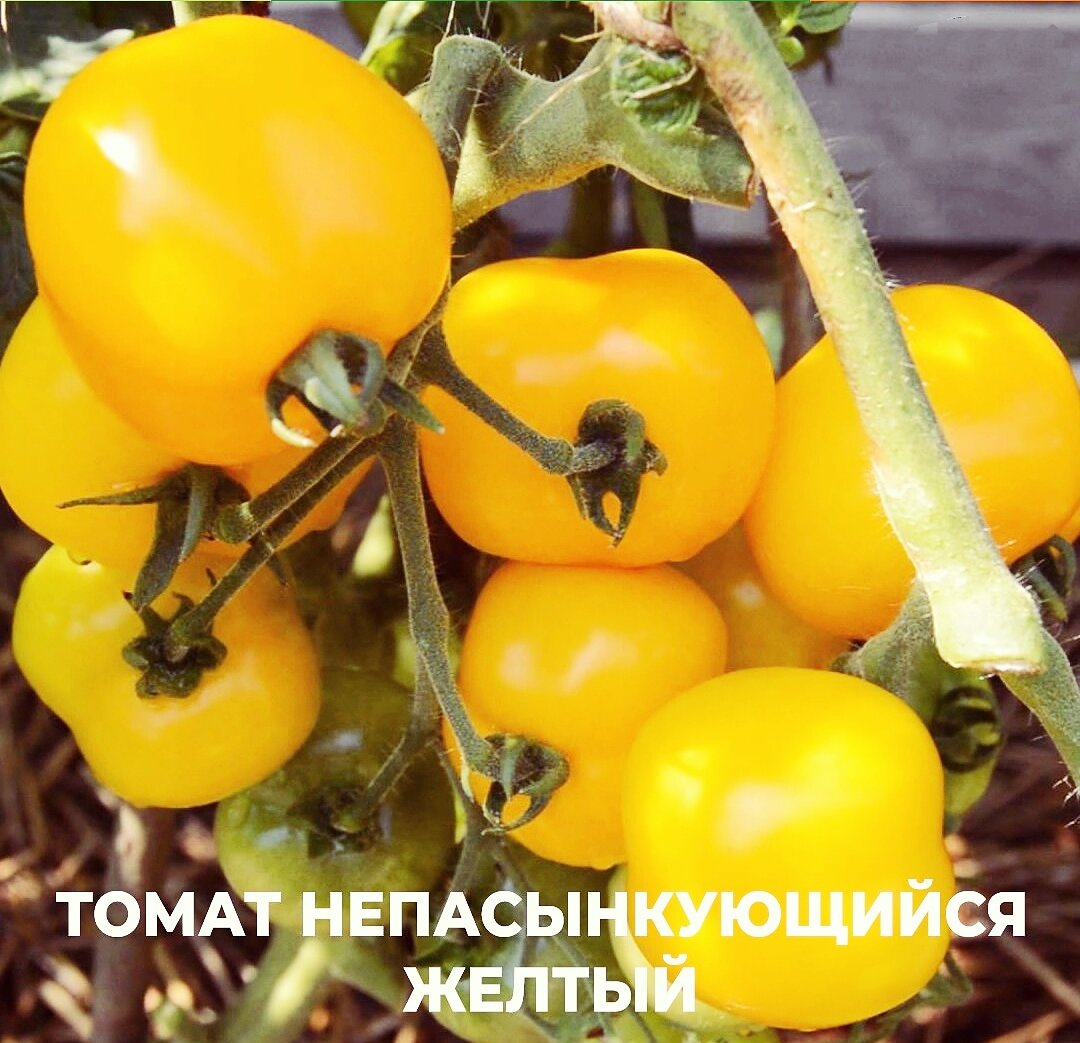 Сорт желтых