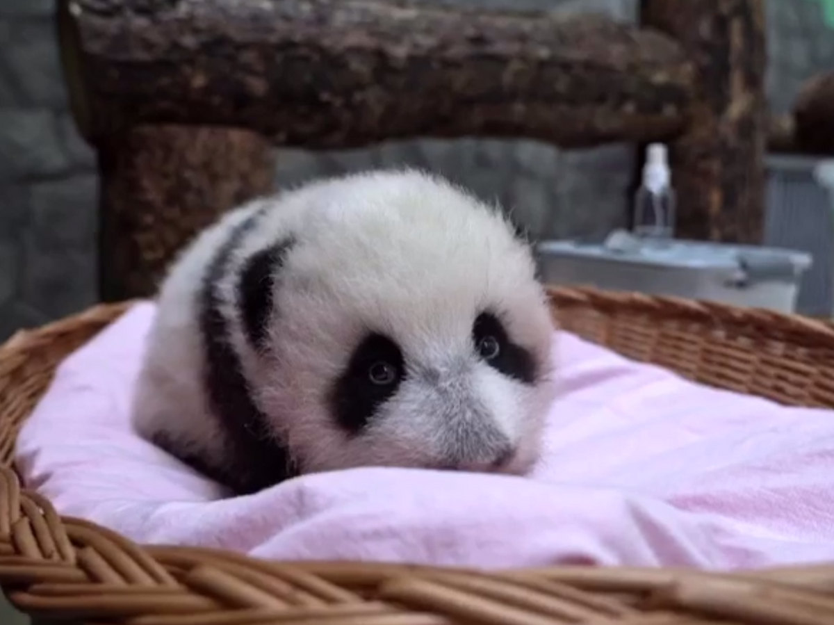 Малышка панда новости. Малышка Панда.