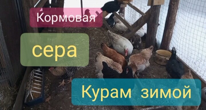 Кормовая сера в зимний период обязательно должна входить в рацион домашней птицы.