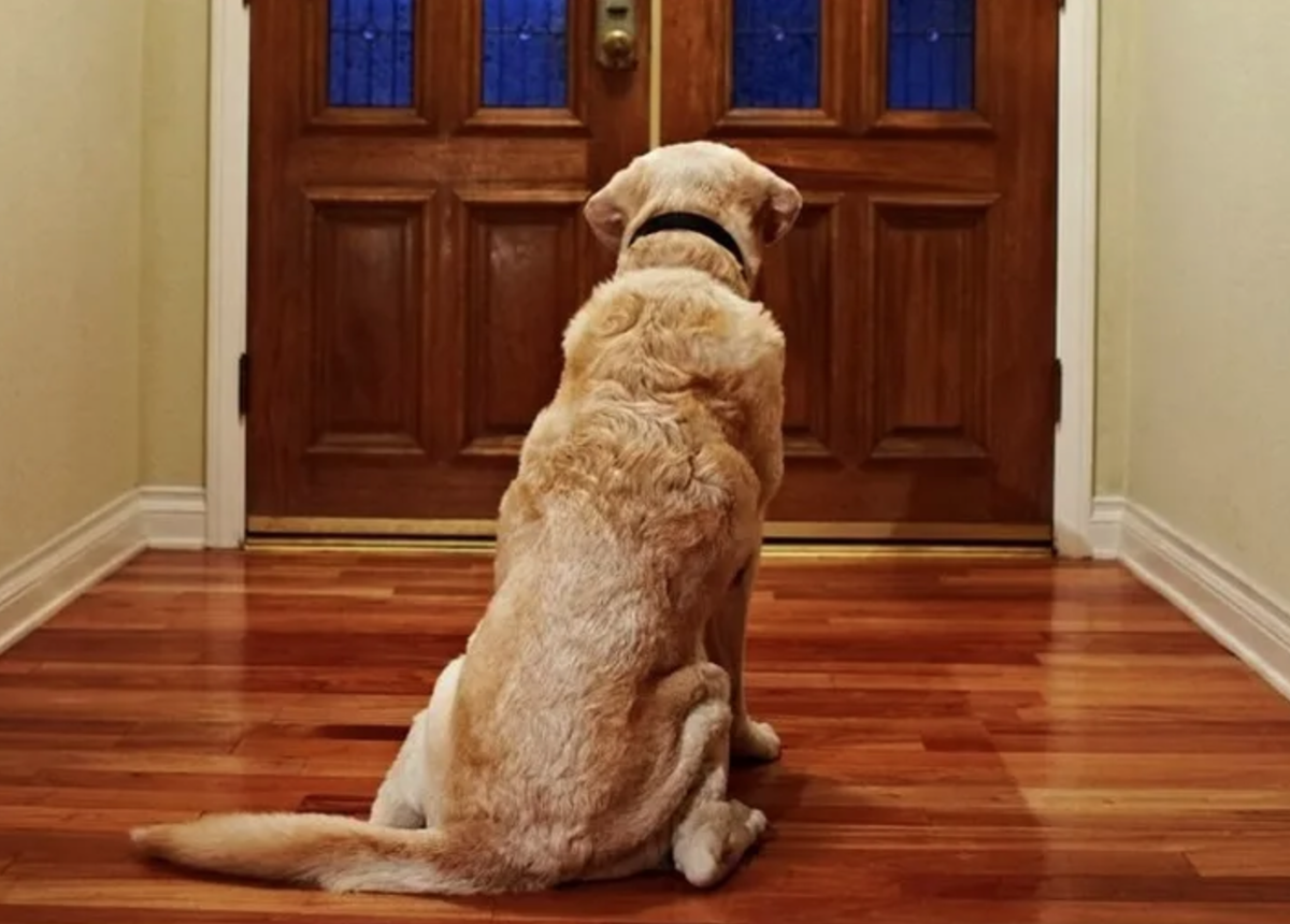 Собака ждет. Собака ждет хозяина. Дверь для собаки. Пес ждет хозяина.