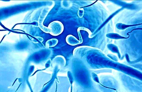 Сперматозоиды вышли к свету в конце туннели. Рисунок из открытого источника Янадекса.