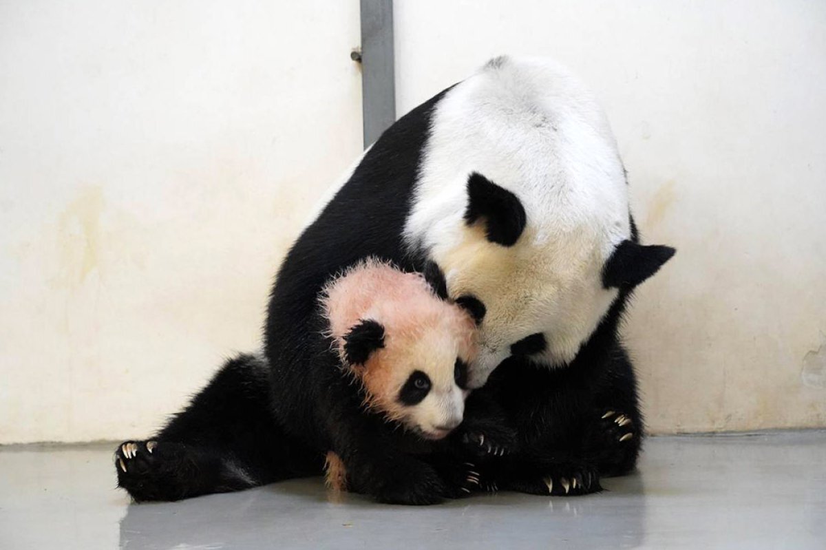   Собянин: малышку-панду из Московского зоопарка назвали Катюшей