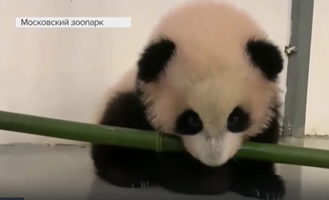    Кадр из видео на RuTube