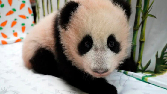    Детеныша больших панд Жуи и Диндин из Московского зоопарка назвали Катюшей Ирина Петрова