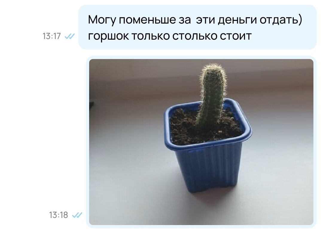 Маленький кактусеныш))