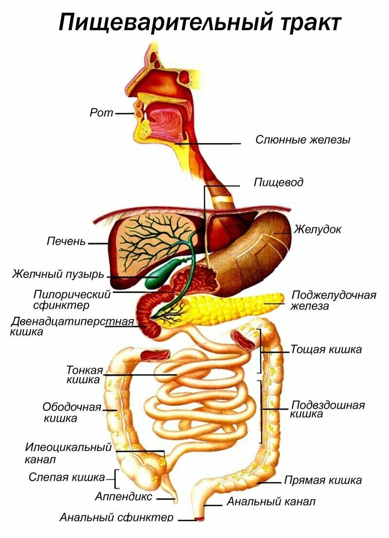 Последовательность поступления пищи в пищевод. Строение желудочно-кишечного тракта. Схема желудочно-кишечного тракта. Анатомия пищеварительного тракта человека. Строение отделов желудочно-кишечного тракта.