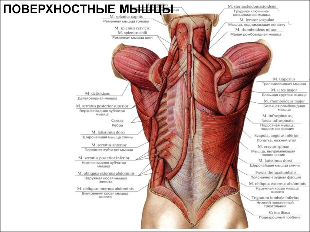 Данные мышцы