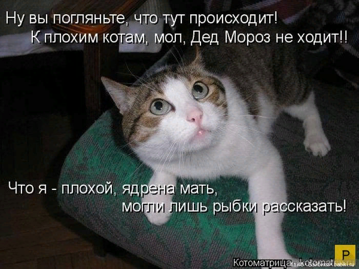 Ну давай котиков. Анука давайка мурка. Кот рассказывай. Внимательный котик. Котиков мне.