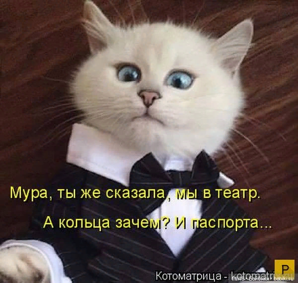 Котикам компьютеры не нравятся