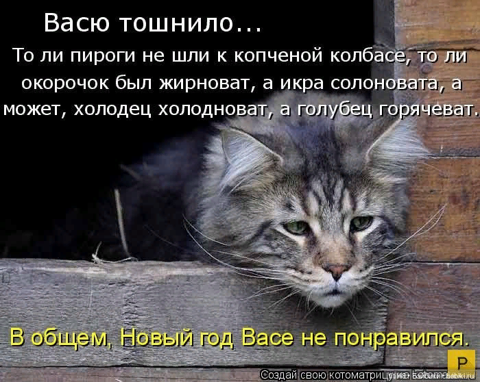Ну и коты