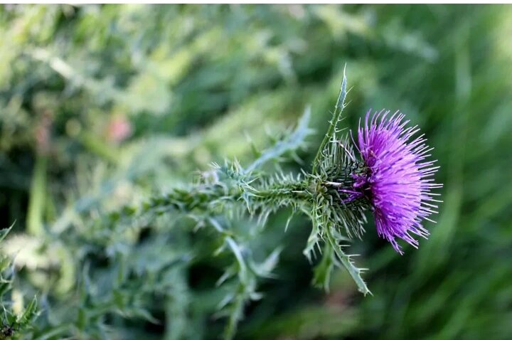 В этом году он везде по станице. 