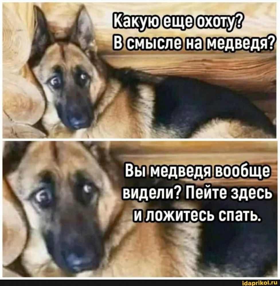 Веселые картинки. Очень смешные собаки и кошки. - YouTube