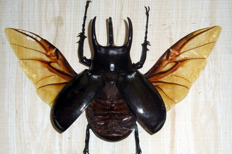    charset=InvalidCharsetId