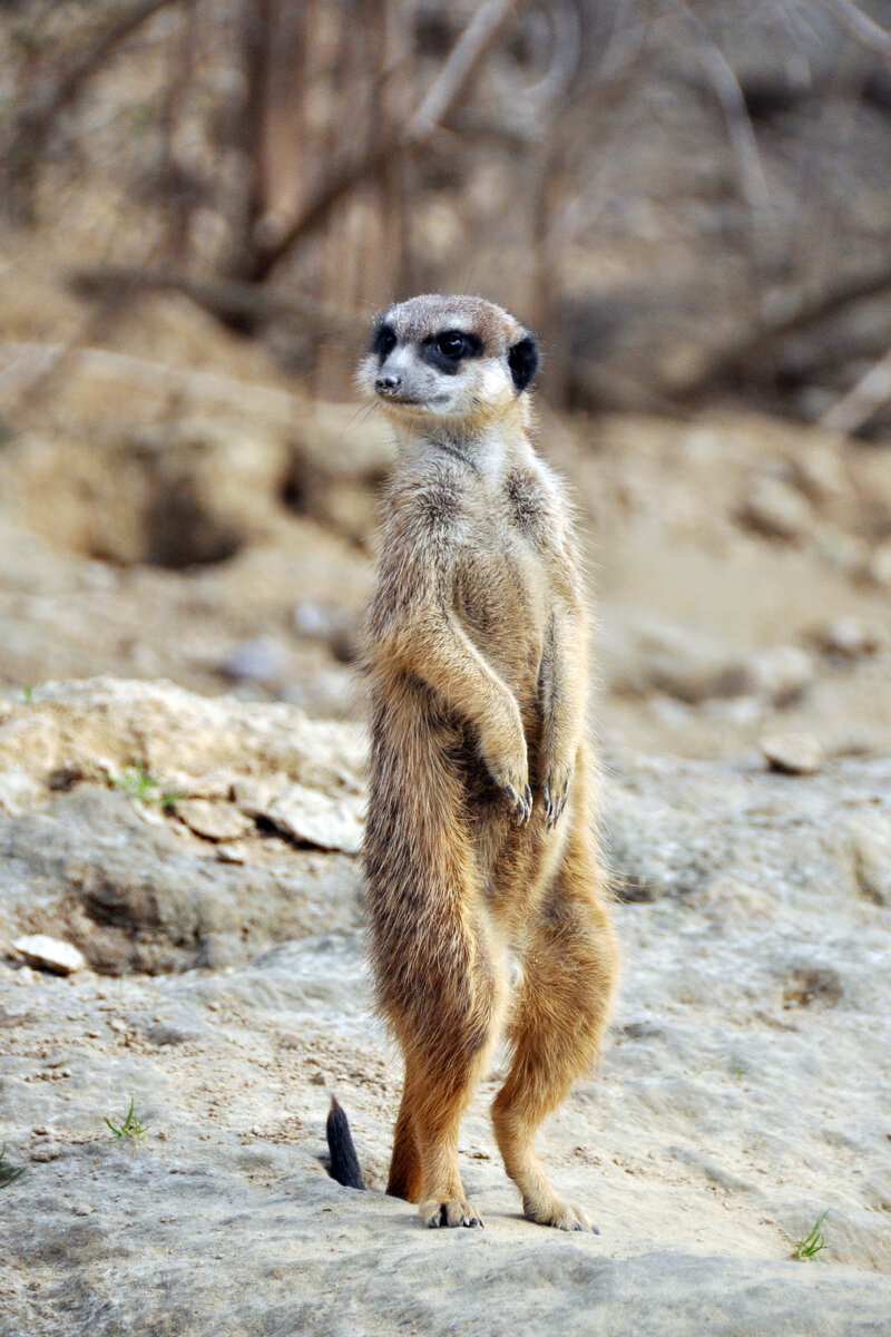 Сурикат. Фото из личного архива