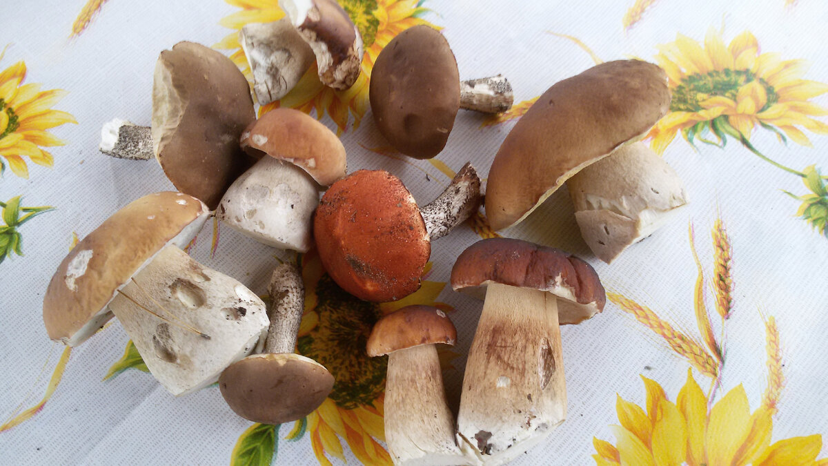 Собранные  там грибы