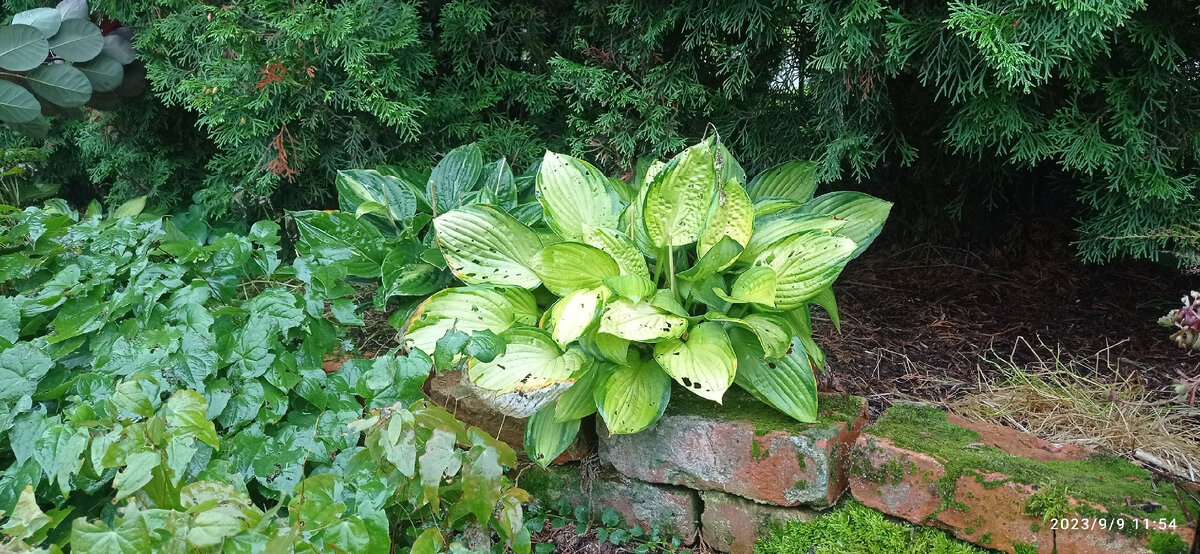 Сорняки индикаторы кислотности почвы. Влияние растительности на почву. Растительность и почва пример. Растения индикаторы кислотности почвы щелочной. Растения индикаторы кислотности почвы.