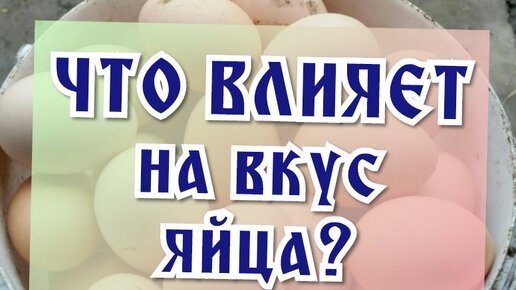 От чего зависит вкус яйца. Пять факторов влияющих на вкус.