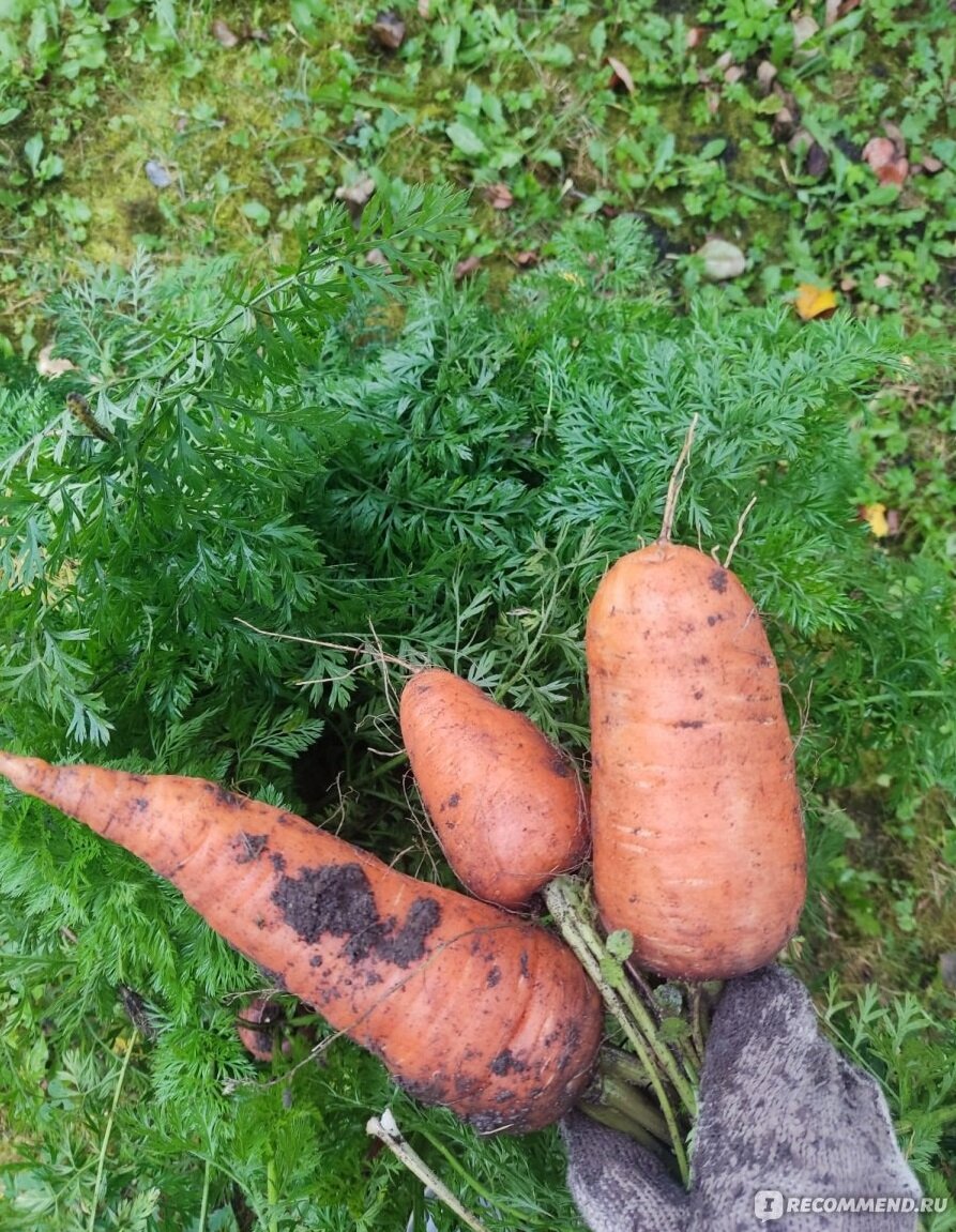 Сандрович Абако