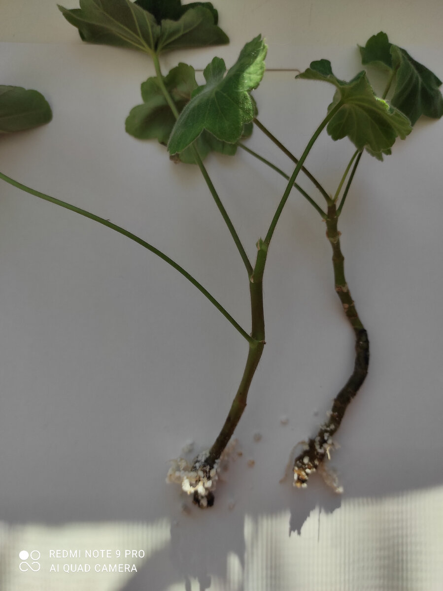 Корни в перлите