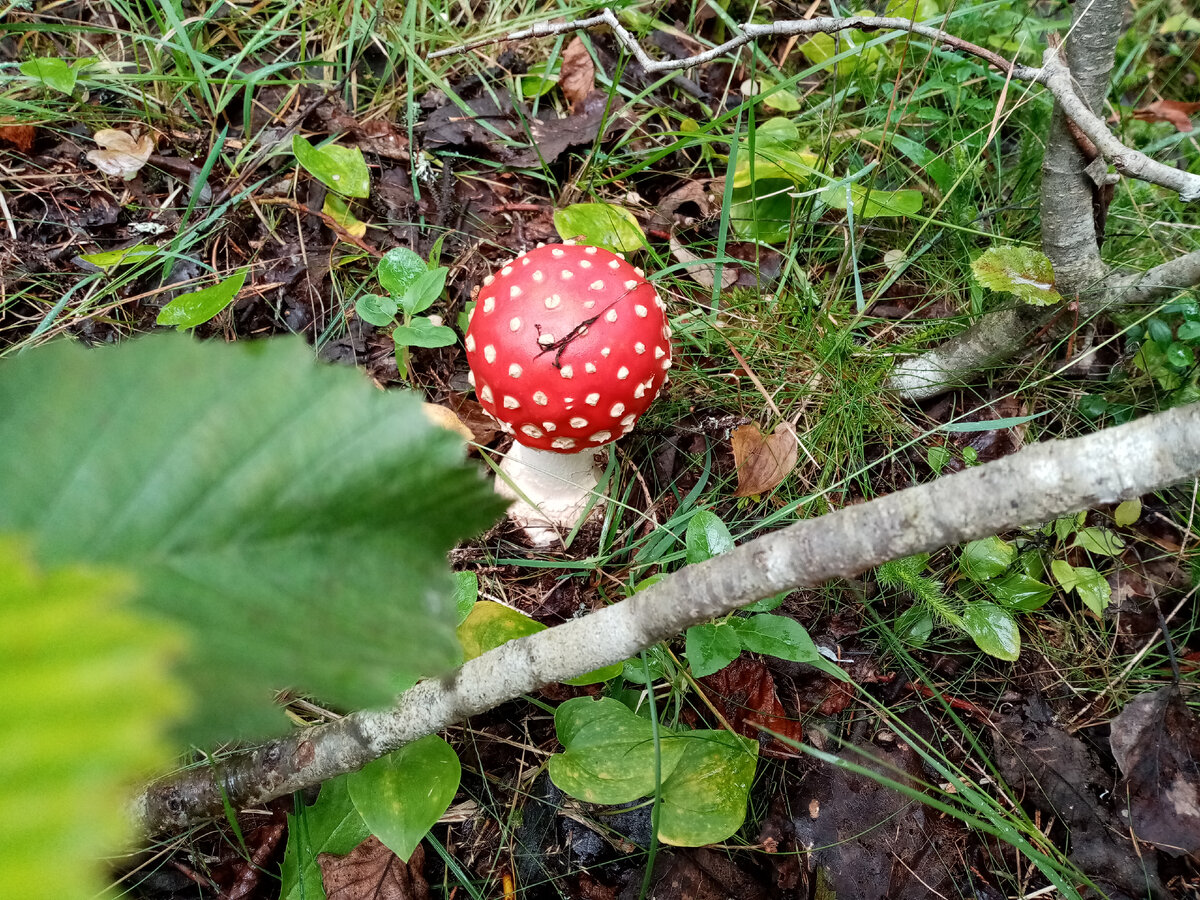 Мухомор красный. Гриб года-2022
