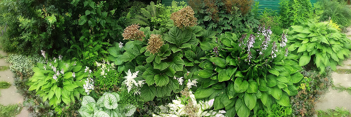 Справа от роджерсии одна из самых моих загадочных хост!