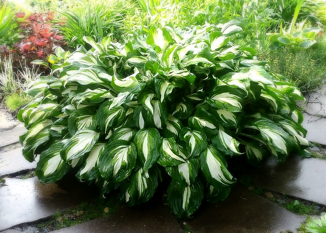 Undulata Univittata. Хороша с мая по октябрь!