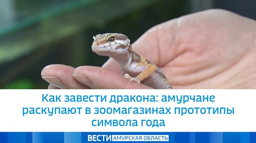 Как завести дракона: амурчане раскупают в зоомагазинах прототипы символа года