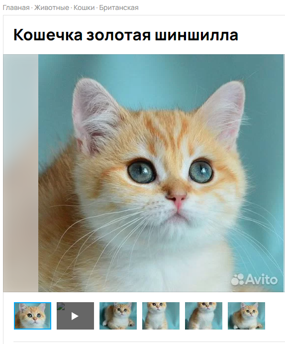 Авито объявления котята Авито объявления котята