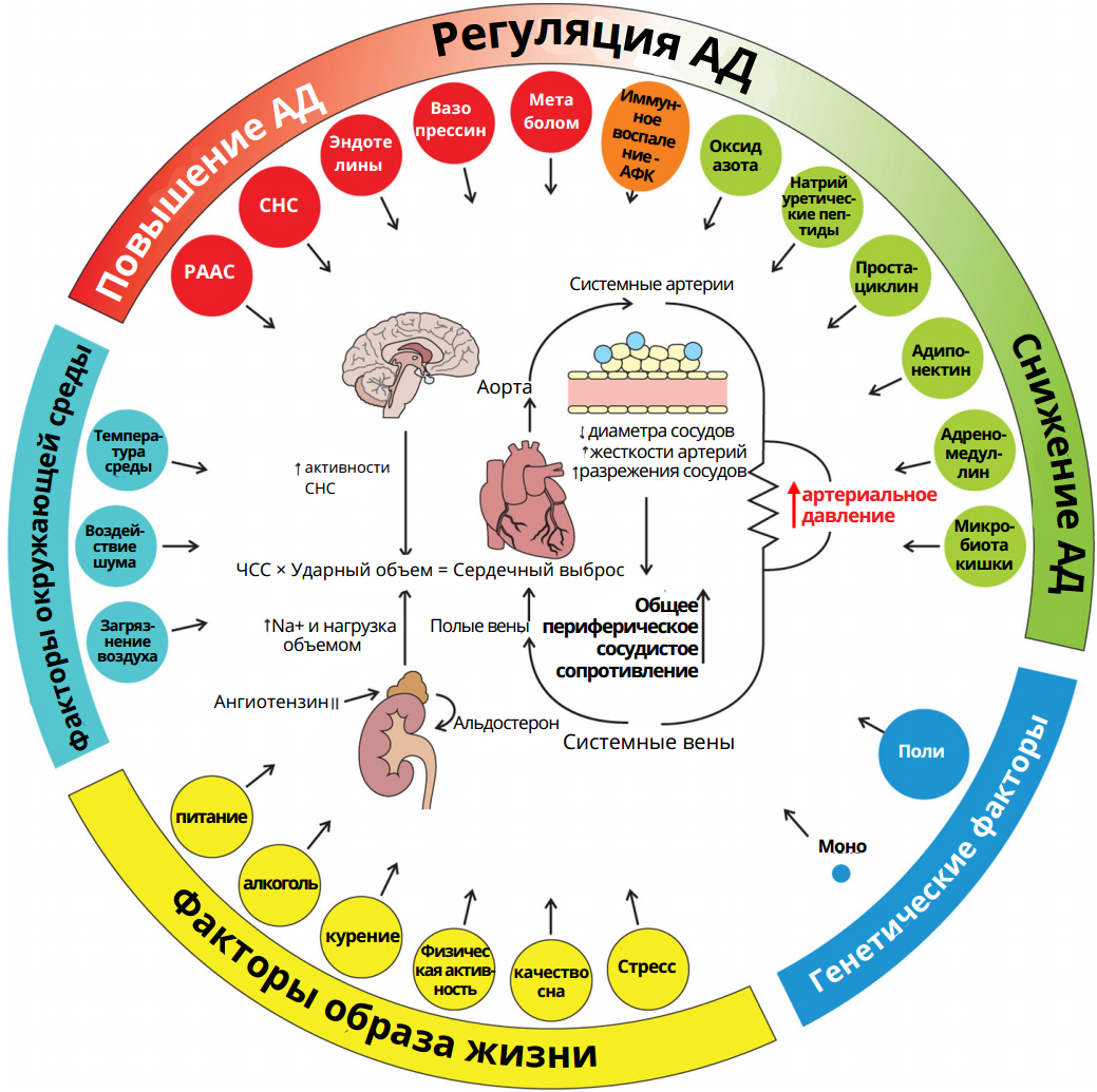 Источник: 2023 ESH Guidelines for the management of arterial hypertension The Task Force for the management of arterial hypertension of the European Society of Hypertension: Endorsed by the International Society of Hypertension (ISH) and the European Renal Association (ERA). Journal of Hypertension 41(12):p 1874-2071, 2023. Сокращения: АД - артериальное давление, РААС - ренин-ангиотензин-альдостероновая система, СНС - симпатическая нервная система, АФК - активные формы кислорода, ЧСС - частота сердечных сокращений. 