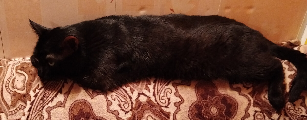 Барсик просто для иллюстрации статьи.