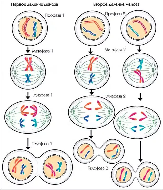 Схема митоза и мейоза. Деление клетки мейоз схема. Схема митотического и мейотического деления клетки. Схема деления клетки митоз и мейоз.