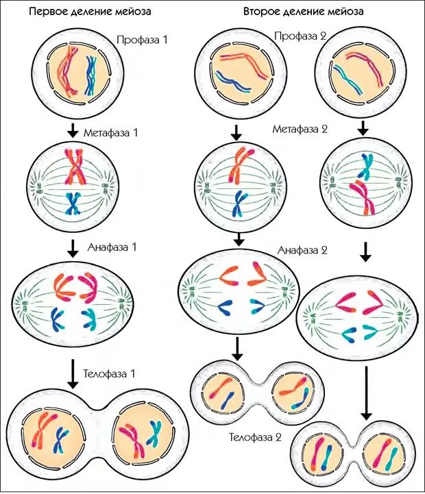 Деспирализация хромосом в какой фазе мейоза. Деление клетки мейоз схема. Схема митоза и мейоза. Схема деления клетки митоз и мейоз. Схема деления митоза и мейоза.