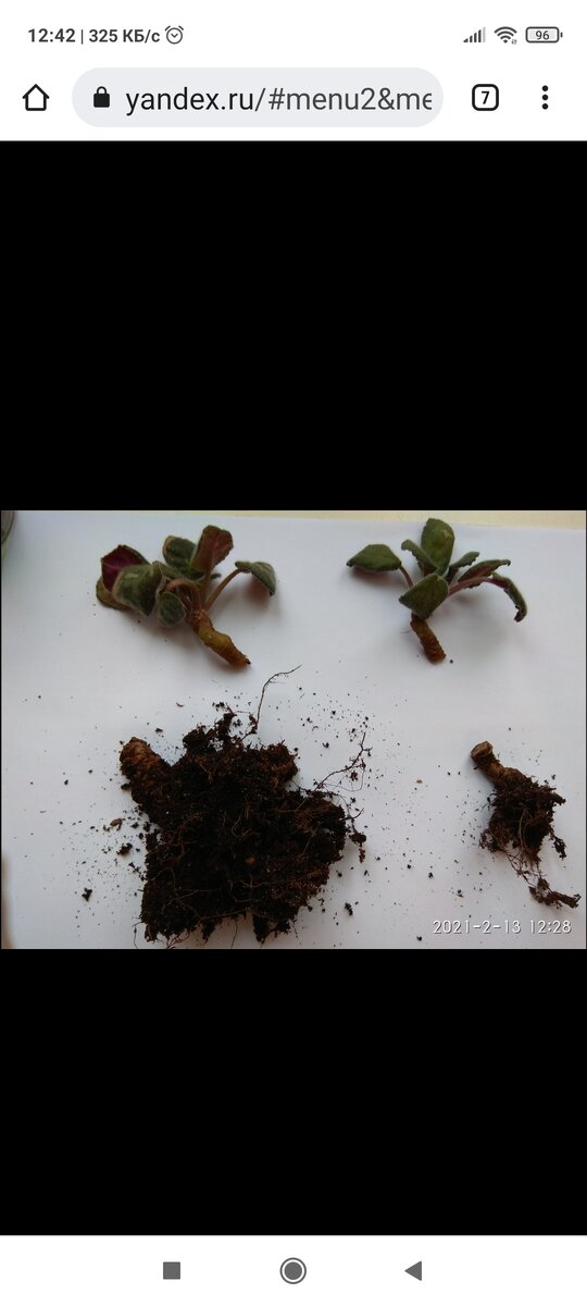 Подопытные 🙂