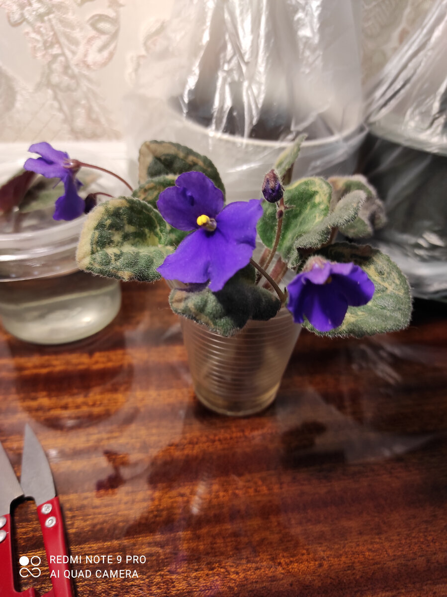 В воде она успела расцвести 