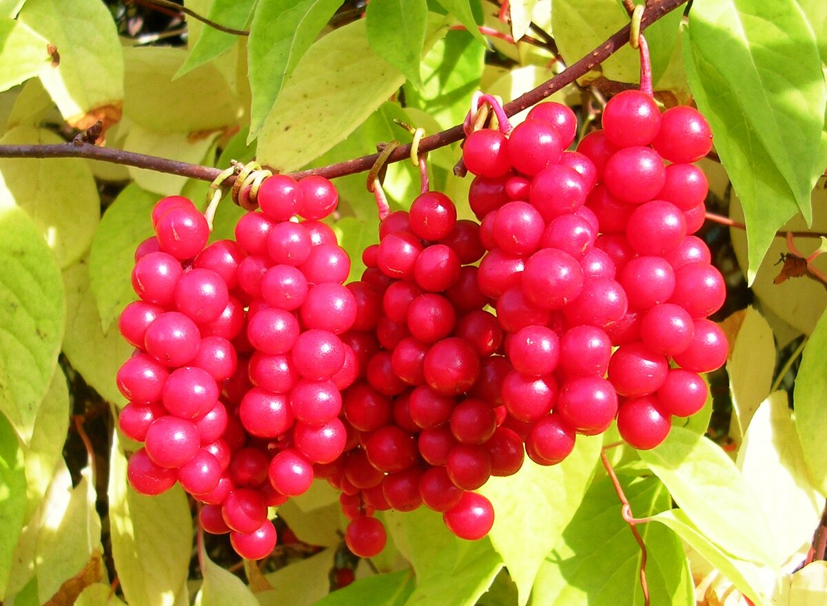 Лимонник китайский