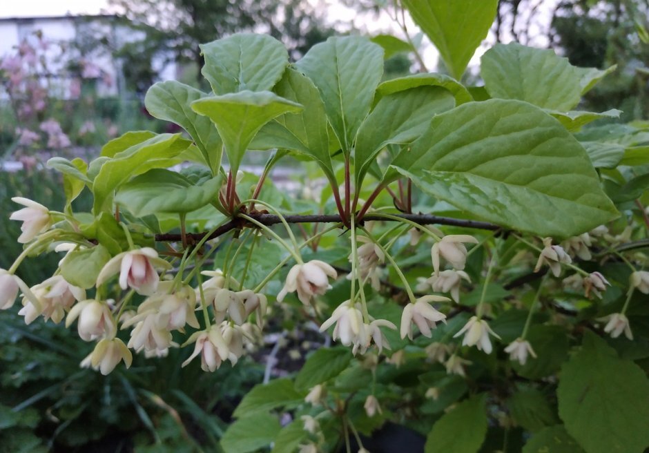 Лимонник цветет.