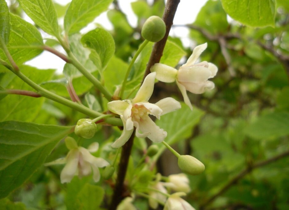 Цветущий лимонник.